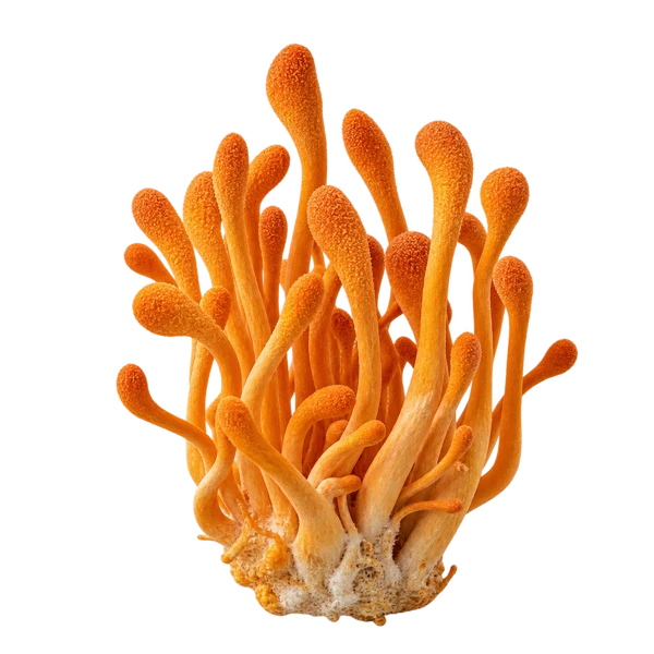 Cordyceps